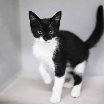 Sligh -  Domestic Short Hair Cat for Adoption in Atlanta, Georgia - Sligh | PetCurious