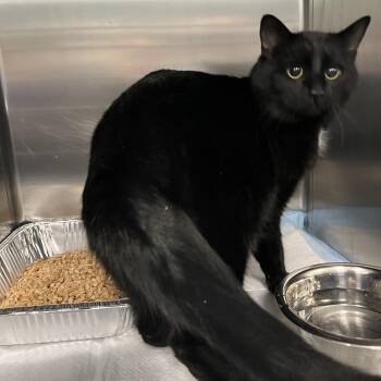 Domestic Short Hair Cats Available for Adoption - Junior | PetCurious