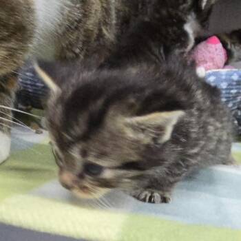 Burrito 26-0213 -  Domestic Short Hair Cat for Adoption in Yanceyville, North Carolina - Burrito 26-0213 | PetCurious