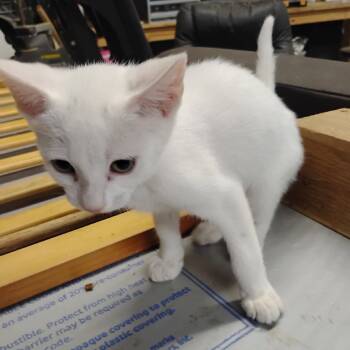 Austin -  Domestic Short Hair Cat for Adoption in League City, Texas - Austin | PetCurious