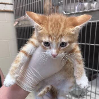 Gouda -  Domestic Short Hair Cat for Adoption in Birmingham, Alabama - Gouda | PetCurious