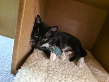 Charlotte (FCID# 08/10/2026 - 89 Glen Mills PS) -  Domestic Short Hair Cat for Adoption in Greenville, Delaware - Charlotte (FCID# 08/10/2026 - 89 Glen Mills PS) | PetCurious