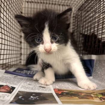 Lasso -  Domestic Short Hair Cat for Adoption in Edinburg, Texas - Lasso | PetCurious
