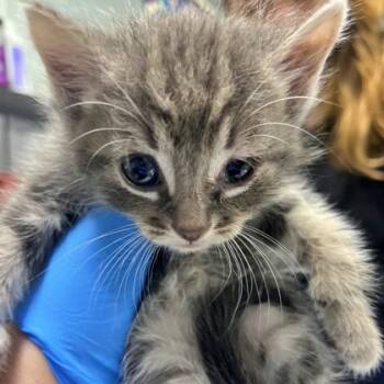 Rescue Domestic Short Hair Cats for Adoption in Morton Grove, Illinois - Hackus | PetCurious