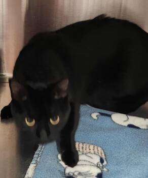 Rescue Domestic Short Hair Cats for Adoption in Republic, Missouri - Pantera | PetCurious