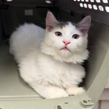 Domestic Medium Hair Cats Available for Adoption in Hawthorne, California - Blaze | PetCurious