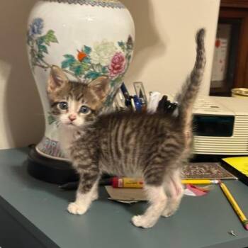 Manny the Cameraman 14 -  Domestic Short Hair Cat for Adoption in Austin, Texas - Manny The Cameraman 14 | PetCurious