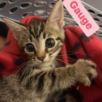 Rescue Domestic Short Hair Cats for Adoption in Lutz, Florida - Gauge | PetCurious