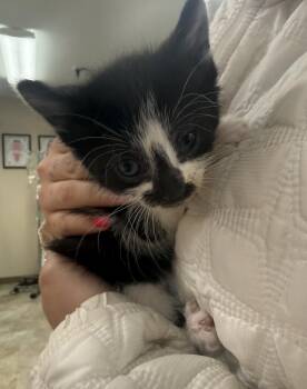 Female Black/White Kitten -  Domestic Short Hair Cat for Adoption - Female Black/White Kitten | PetCurious