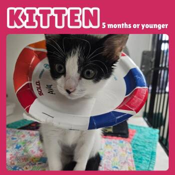 Ava -  Domestic Short Hair Cat for Adoption in Gainesville, Florida - Ava | PetCurious