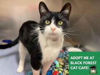 Rescue Domestic Short Hair Cats for Adoption in Fort Wayne, Indiana - PANDA BEAR | PetCurious