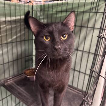 Domestic Short Hair Cats Available for Adoption in Mokena, Illinois - Alfredo | PetCurious