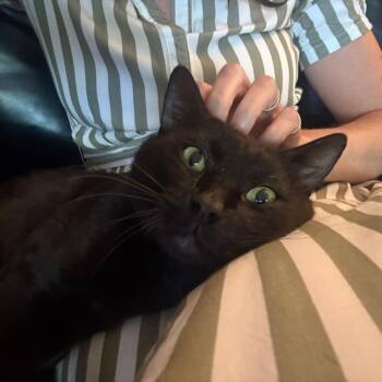 Wick -  Domestic Short Hair Cat for Adoption in Washougal, Washington - Wick | PetCurious
