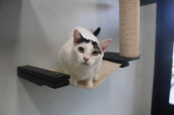 Raindrop -  Domestic Short Hair Cat for Adoption in Chestertown, Maryland - Raindrop | PetCurious
