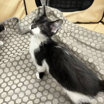Peter -  Domestic Short Hair Cat for Adoption in Wilmington, Delaware - Peter | PetCurious