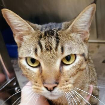 Simon -  Domestic Short Hair and Mixed Breed Cat for Adoption in Palestine, Texas - Simon | PetCurious