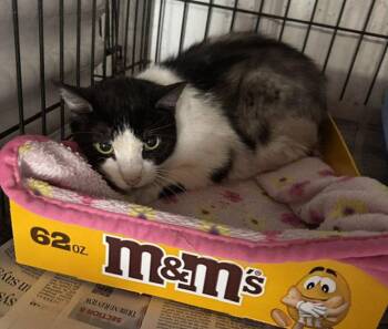 Mickey -  Domestic Short Hair Cat Available for Adoption in Apollo, Pennsylvania - Mickey | PetCurious