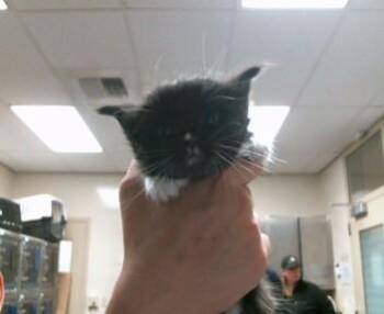 WATUSI -  Domestic Short Hair Cat Available for Adoption in Sacramento, California - WATUSI | PetCurious