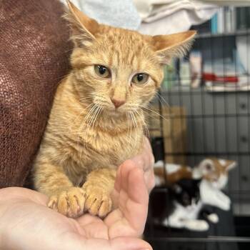 Cali -  Tabby Cat for Adoption in Marina Del Rey, California - Cali | PetCurious