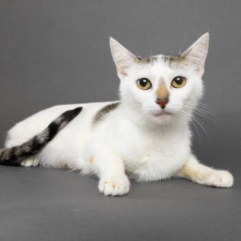 Cher -  Domestic Short Hair Cat for Adoption in Franklin, Tennessee - Cher | PetCurious