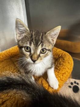 Rescue Domestic Short Hair Cats for Adoption in Hot Springs, Arkansas - Segar | PetCurious