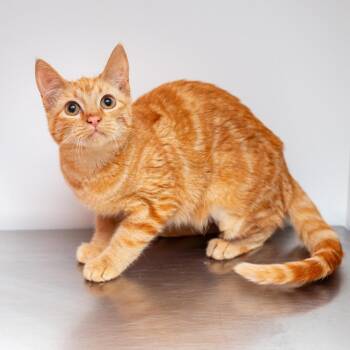 Domestic Short Hair Cats Available for Adoption in Hattiesburg, Mississippi - Tropicana No Pulp | PetCurious