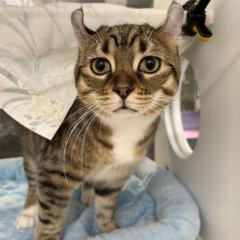 Nala -  Pixiebob and American Curl Cat for Adoption in League City, Texas - Nala | PetCurious