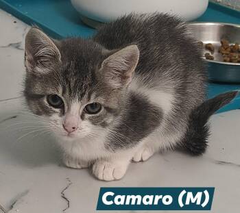 Camaro -  Domestic Short Hair Cat for Adoption in Saugerties, New York - Camaro | PetCurious