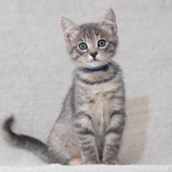 Domestic Medium Hair Cats Available for Adoption in Sunnyvale, California - Parsley (Blue) | PetCurious