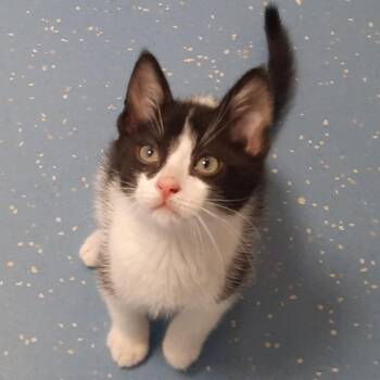 Domestic Short Hair Cats Available for Adoption in Watertown, New York - Jon Snow | PetCurious