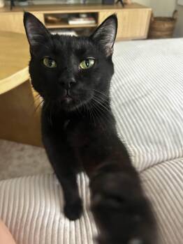 Rescue Domestic Short Hair Cats for Adoption in Pittsburgh, Pennsylvania - Ricky | PetCurious