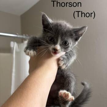 Thorson -  Domestic Short Hair Cat for Adoption in Buffalo, Minnesota - Thorson | PetCurious