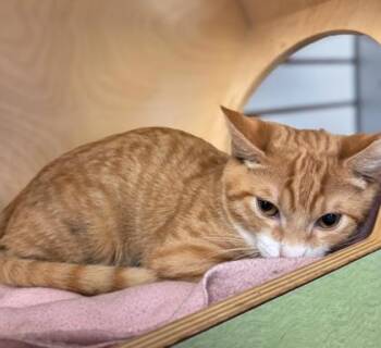 Peanut -  Domestic Short Hair Cat for Adoption in Fresno, California - Peanut | PetCurious