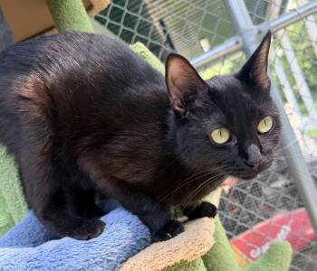 Beltza -  Domestic Short Hair Cat for Adoption in Pittsburgh, Pennsylvania - Beltza | PetCurious