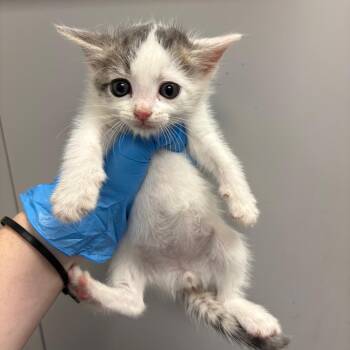 Ditto -  Domestic Short Hair Cat for Adoption in Columbiana, Alabama - Ditto | PetCurious