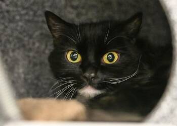 OREO -  Domestic Long Hair Cat for Adoption in Colorado Springs, Colorado - OREO | PetCurious
