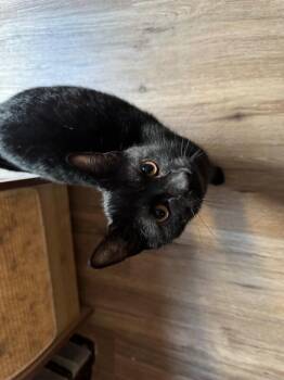 Domestic Short Hair Cats Available for Adoption - Larry | PetCurious