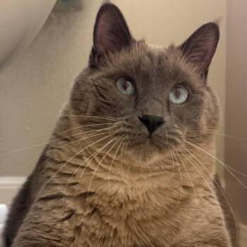 Tanner C12277 -  Siamese Cat for Adoption - Tanner C12277 | PetCurious