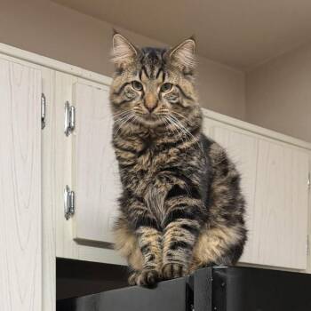 Cody -  Maine Coon and Domestic Long Hair Cat for Adoption in Carmel, Indiana - Cody | PetCurious