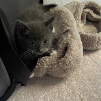 Macarena -  Domestic Short Hair Cat for Adoption in Cumming, Georgia - Macarena | PetCurious