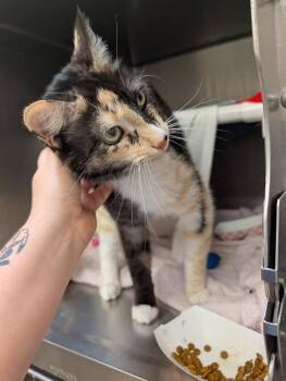 Lollipop -  Domestic Short Hair Cat for Adoption in Healdsburg, California - Lollipop | PetCurious
