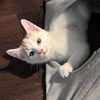 Callum - Sweet & Gentle -  Tabby Cat for Adoption in Hamilton, Ontario - Callum - Sweet & Gentle | PetCurious
