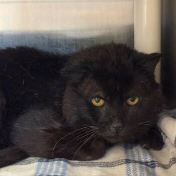Samuel -  Domestic Short Hair Cat for Adoption in Kanab, Utah - Samuel | PetCurious