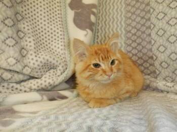 A1410095 -  Domestic Medium Hair Cat for Adoption in San Jose, California - A1410095 | PetCurious