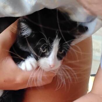 Thing 2 -  Domestic Short Hair Cat for Adoption in Grantsville, Utah - Thing 2 | PetCurious