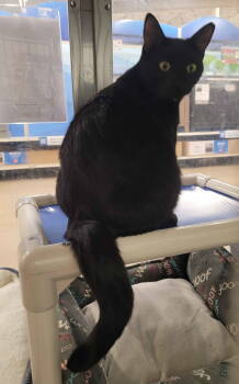 Rescue Domestic Short Hair Cats for Adoption in Herndon, Virginia - Daisy Mae (& Christine) Bonded | PetCurious