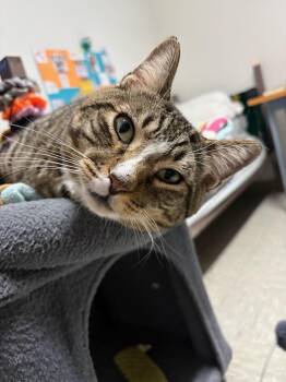Brody -  Domestic Short Hair Cat for Adoption in Rochester, Washington - Brody | PetCurious