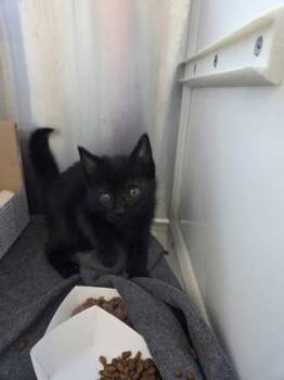 Reverie -  Domestic Short Hair Cat for Adoption in Westland, Michigan - Reverie | PetCurious