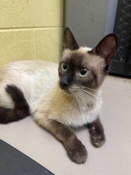 Latte -  Siamese Cat for Adoption in Crossville, Tennessee - Latte | PetCurious