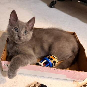 Spice -  Domestic Short Hair Cat for Adoption in Los Angeles, California - Spice | PetCurious